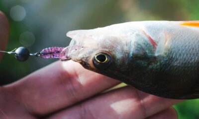 Bluegill