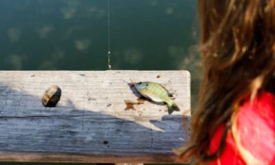 Bluegill vs Sunfish