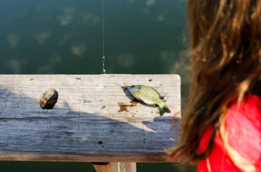 Bluegill vs Sunfish