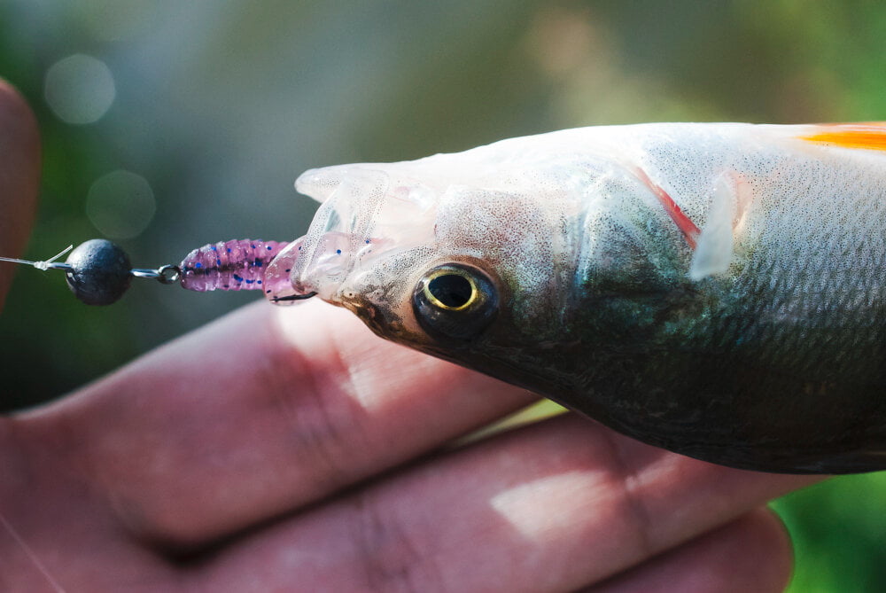 Bluegill