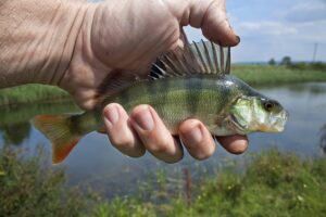 Freshwater Fish River Fish