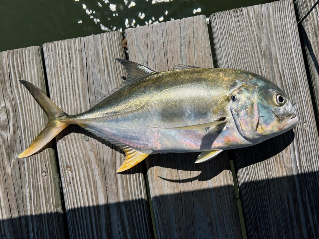 The Ultimate Guide to Cooking and Eating Jack Crevalle Fish - Lake Life ...