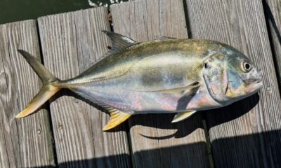 Jack Crevalle Fish