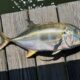 Jack Crevalle Fish