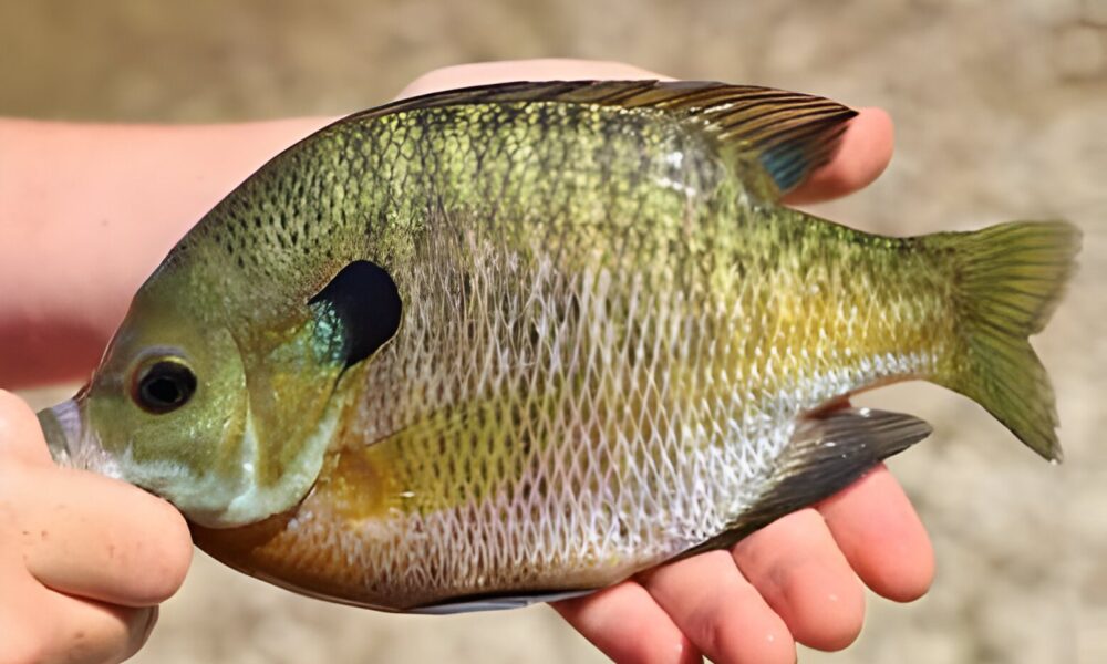 Are Bluegill Good to Eat Top 6 Tips & Comprehensive Guide