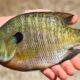 Are Bluegill Good to Eat Top 6 Tips & Comprehensive Guide