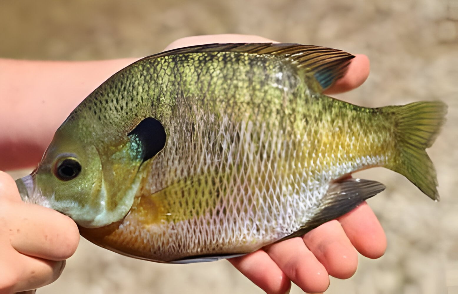 Are Bluegill Good to Eat Top 6 Tips & Comprehensive Guide