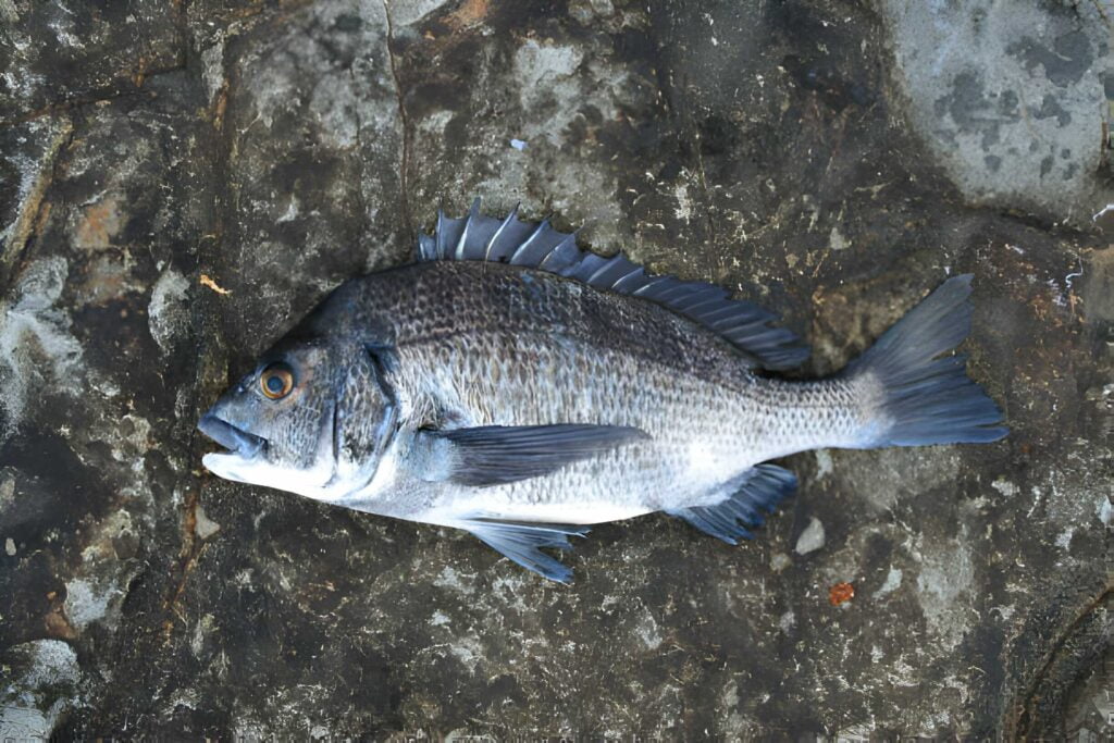 Black Drum Fish