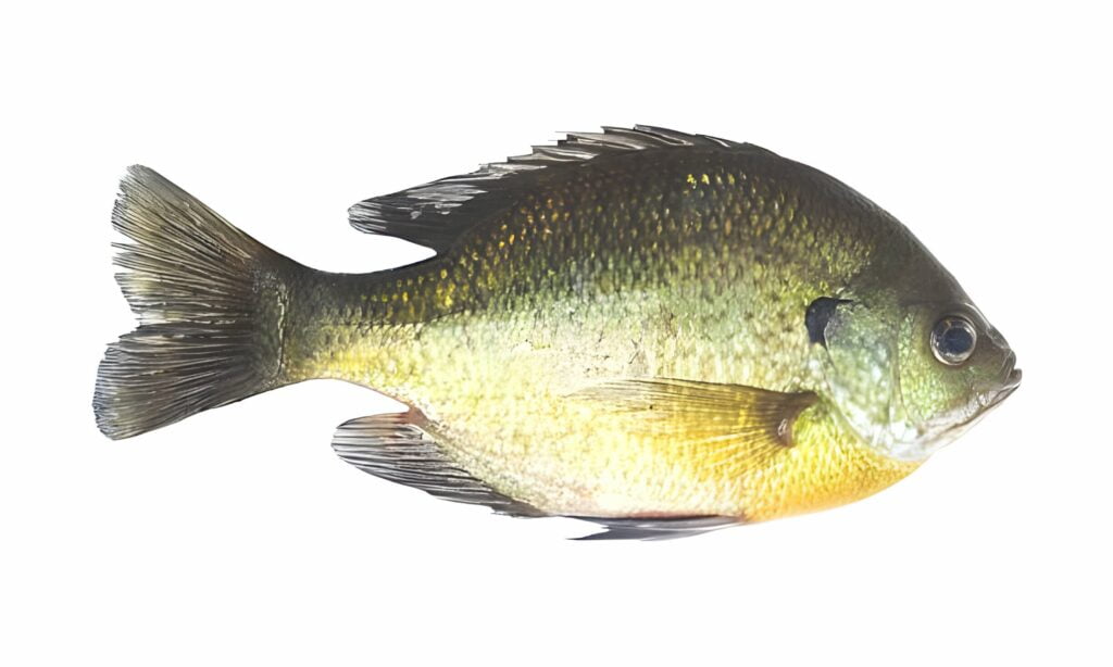 Bluegill