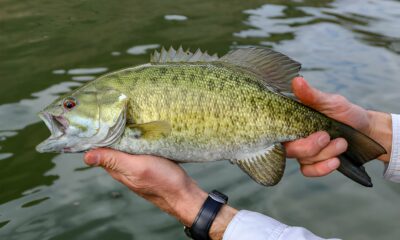 Smallmouth Bass