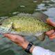 Smallmouth Bass