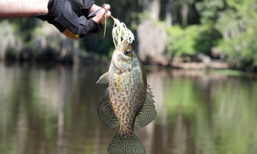 Crappie Fishing