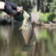 Crappie Fishing