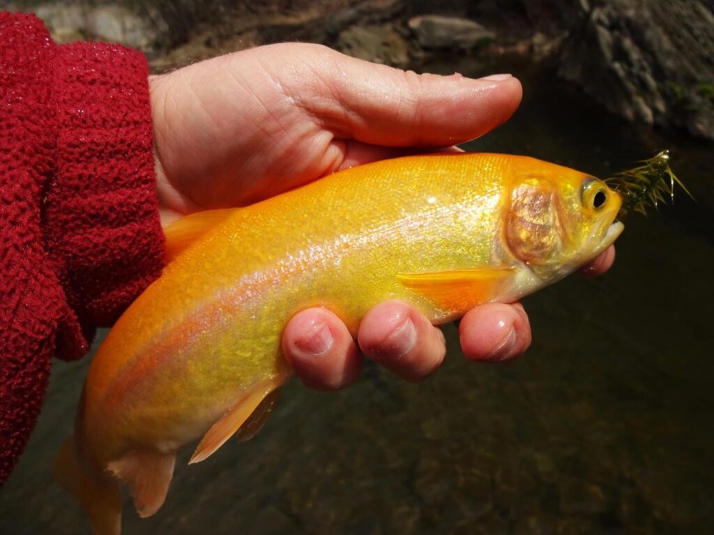 Golden Trout