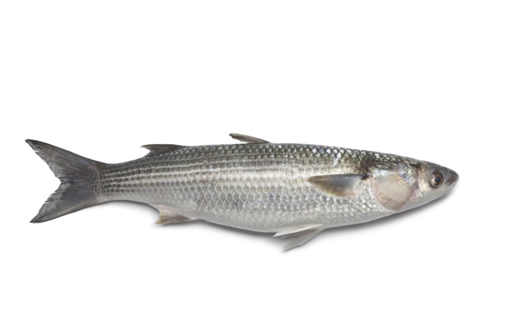 Mullet Fish