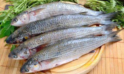 Mullet Fish Is It a Delicious and Nutritious Fish