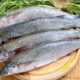 Mullet Fish Is It a Delicious and Nutritious Fish