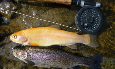 Palomino Trout vs Golden Trout