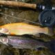 Palomino Trout vs Golden Trout