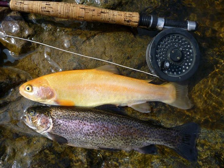 Palomino Trout vs Golden Trout