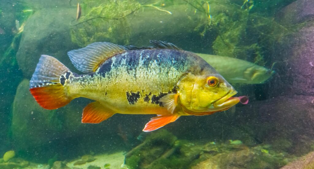 Peacock Bass