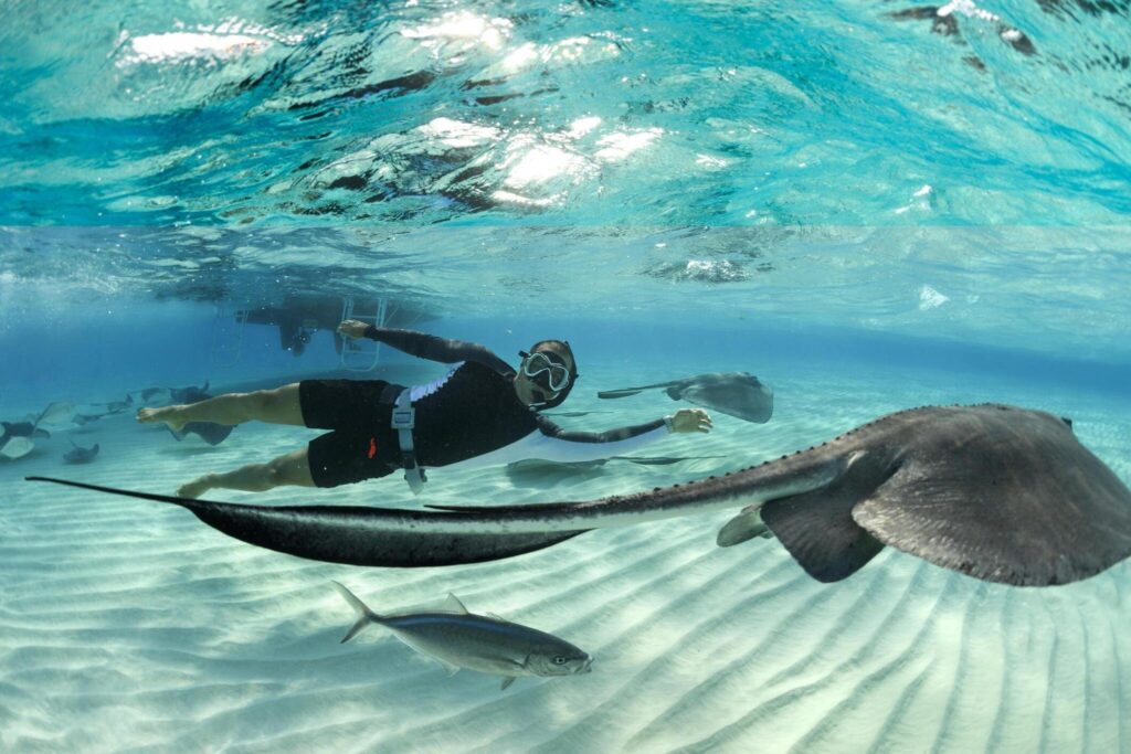 Stingrays