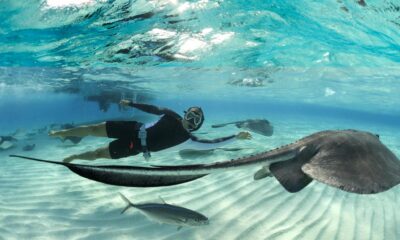 Stingrays