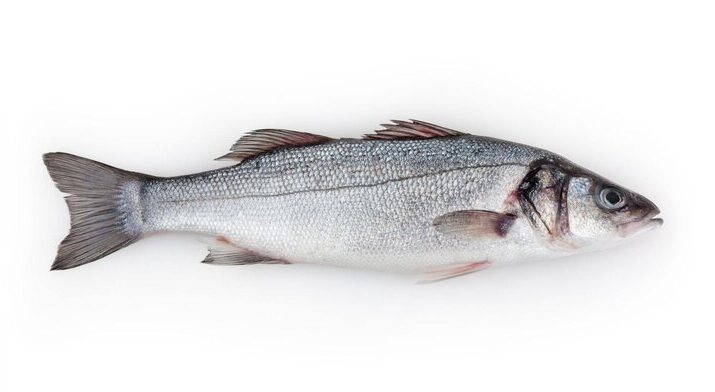 White Bass