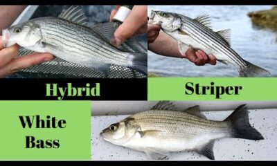 White Bass vs Wiper