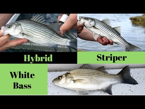 White Bass vs Wiper