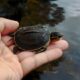 How to Trap Snapping Turtles Safely