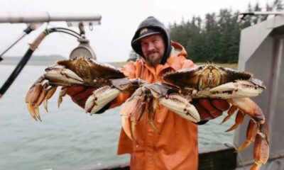 Dungeness Crab