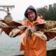 Dungeness Crab