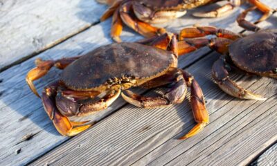 Dungeness crab season