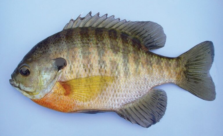 Bluegill