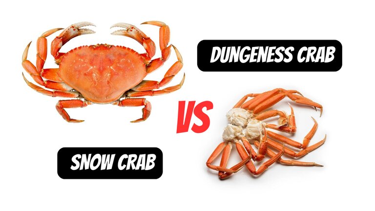 Dungeness Crab vs Snow Crab