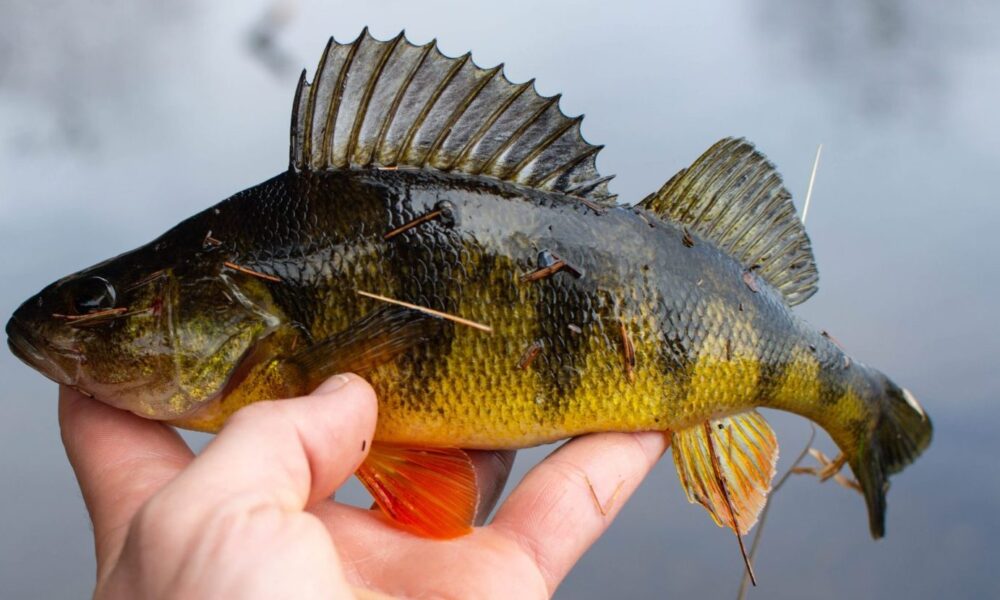 Yellow Perch