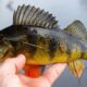 Yellow Perch