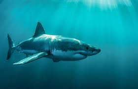 Can Sharks Swim Backwards?