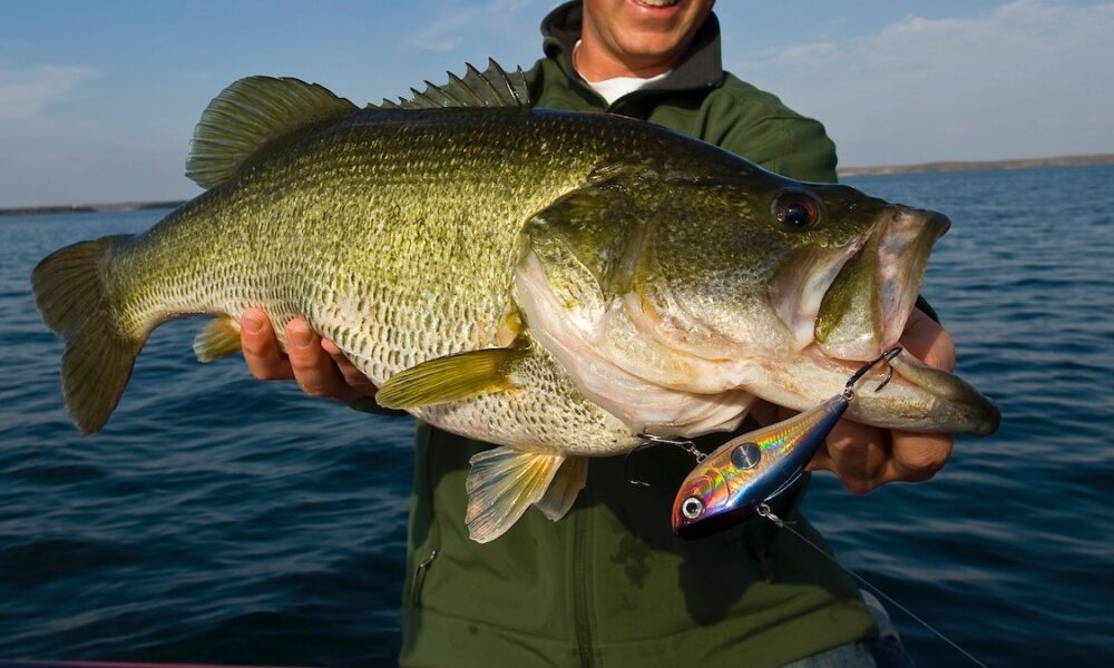 Bass