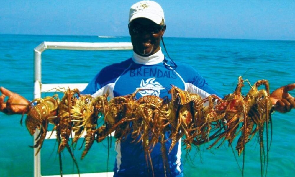 Crawfish in the Bahamas