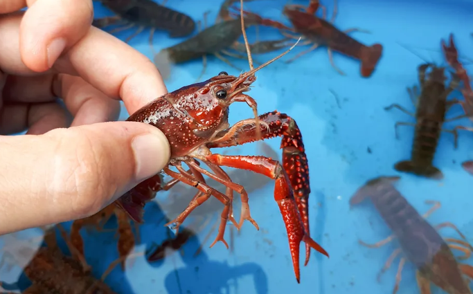 Crawfish