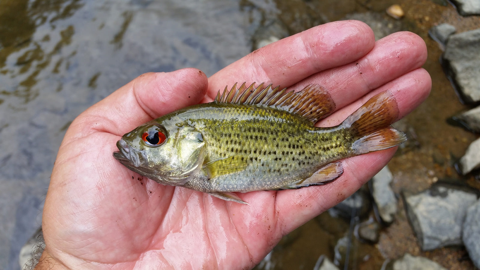 Rock Bass