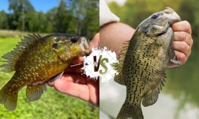 Warmouth vs Rock Bass