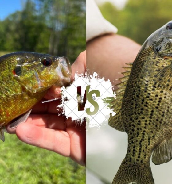 Warmouth vs Rock Bass