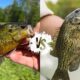 Warmouth vs Rock Bass