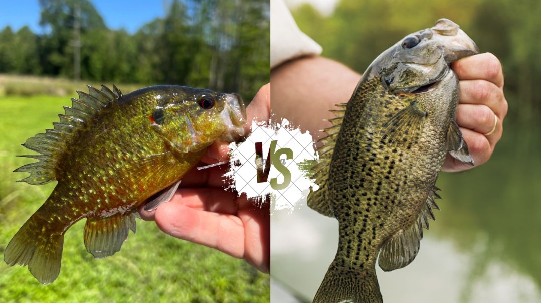 Warmouth vs Rock Bass