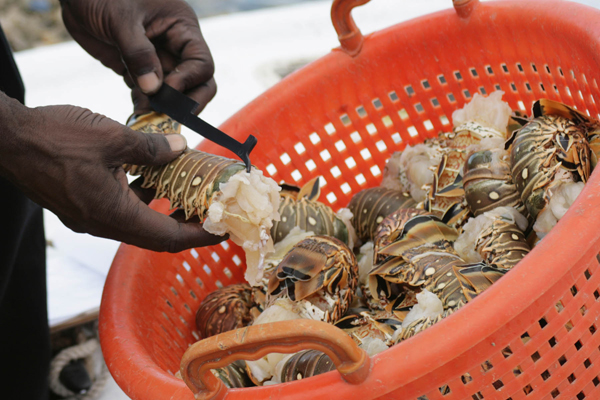 Crawfish Season in the Bahamas