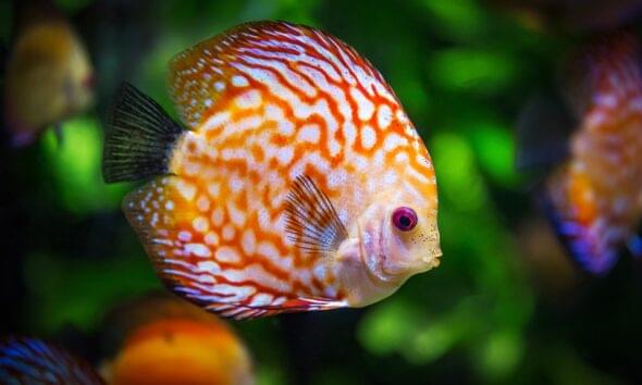 The Truth About Mullet Fish: Is It a Delicious and Nutritious Fish ...